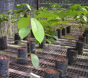 Carbohydrate giúp cây chống chọi hạn hán